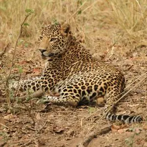 Leopard - Facts, Diet, Habitat & Pictures on 