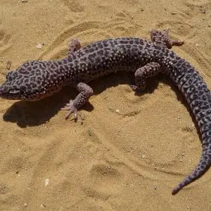 Common Leopard Gecko photo