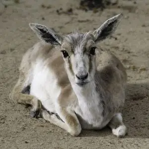 Goitered Gazelle  photo
