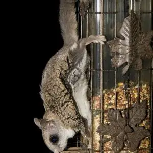 Northern Flying Squirrel photo