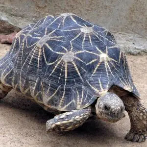 Indian Star Tortoise photo