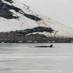Antarctic Minke Whale photo
