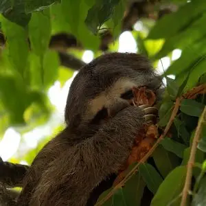Pale-Throated Three-Toed Sloth photo