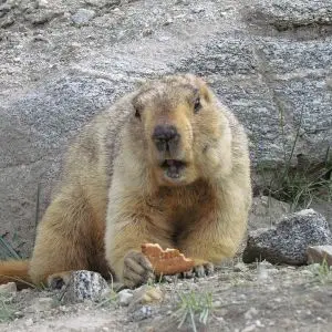 Himalayan Marmot photo