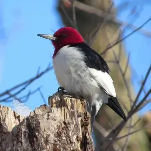 Red-Headed Woodpecker photo