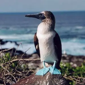 Blue-Footed Booby photo