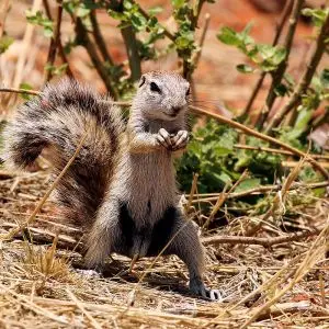 Cape Ground Squirrel photo