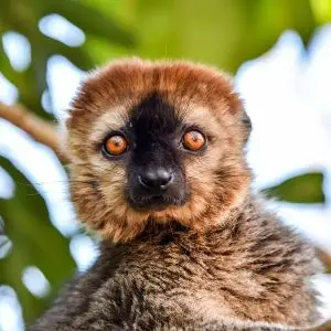 Common Brown Lemur photo