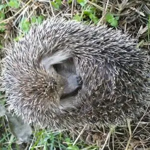 Long-Eared Hedgehog photo
