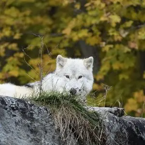 Arctic Wolf photo