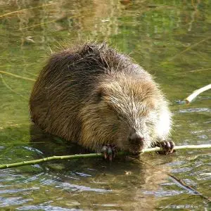 Eurasian Beaver photo