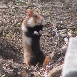 European Hamster photo