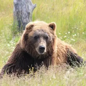 Brown Bear photo