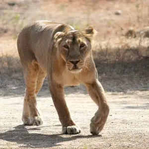 Asian Lion photo