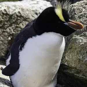 Erect-Crested Penguin photo