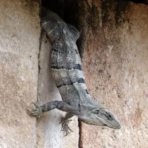 Black Spiny-Tailed Iguana photo