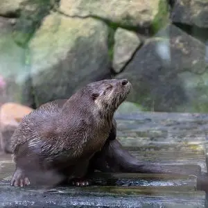 Neotropical River Otter photo