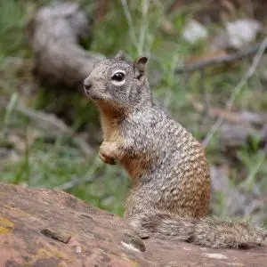 Rock Squirrel photo