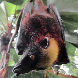 Giant Golden-Crowned Flying Fox photo