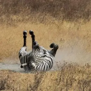 Plains Zebra photo