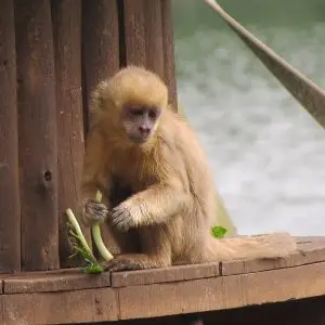 Blond Capuchin photo