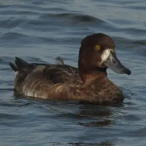 Tufted Duck photo