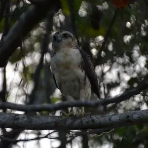 Hawaiian Hawk photo