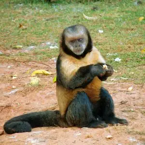 Golden-Bellied Capuchin photo