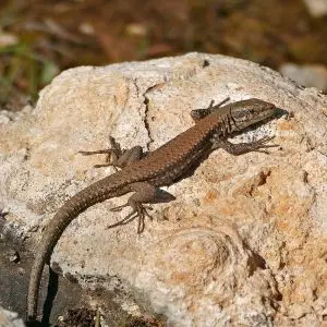 Common Wall Lizard photo