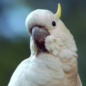Yellow-Crested Cockatoo photo
