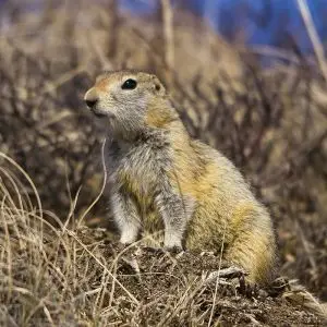 Arctic Ground Squirrel photo