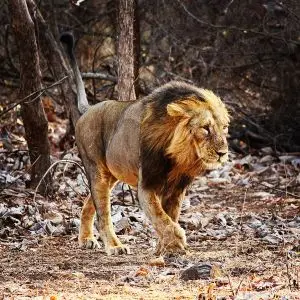 Asian Lion photo