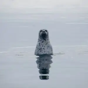 Spotted Seal photo
