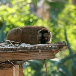Common Brown Lemur photo