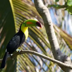 Keel-Billed Toucan photo