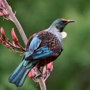 Tui photo
