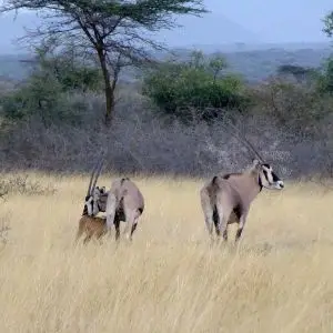 East African Oryx photo
