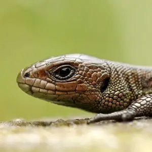 Viviparous Lizard photo