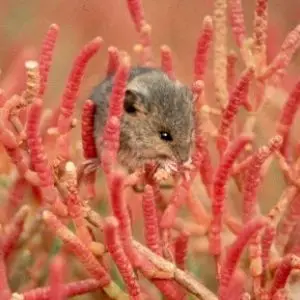 Salt Marsh Harvest Mouse photo