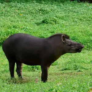 Brazilian Tapir photo