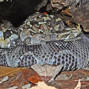 Butterfly Viper photo