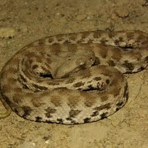 Blunt-Nosed Viper photo
