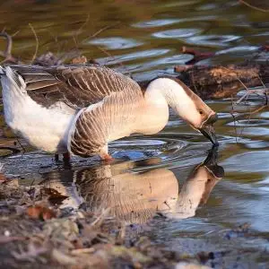 Swan Goose photo