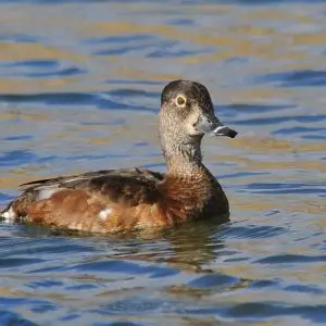 Ring-Necked Duck photo
