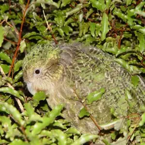 Kakapo photo