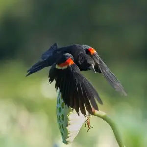 Red-Winged Blackbird photo