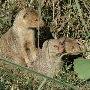 Indian Gray Mongoose photo