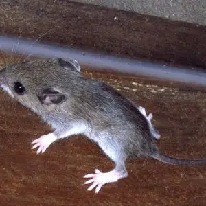 White-footed Mouse photo