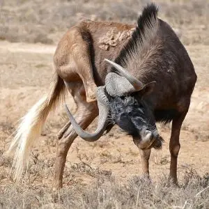 Black Wildebeest photo
