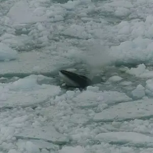 Antarctic Minke Whale photo